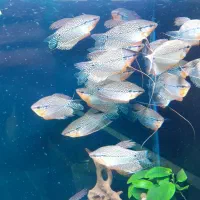 ماهی|ماهی|تهران, مینای شمالی (مخبر)|دیوار