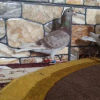 چهار تا دوبر قوردو