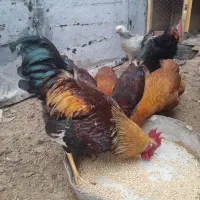 خروس محلی