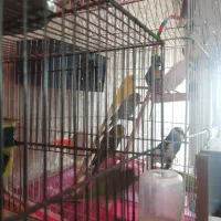 یک جفت عروس هلندی سینامون ۸ماه سلامت|پرنده|قم, چهل اختران|دیوار