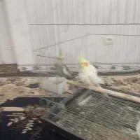 یک جفت عروس هلندی بالغ