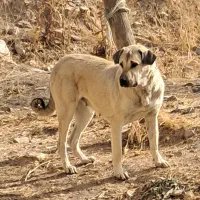 واگذاری خوشتیپ ۱۶ ماهه سگ ماده پژدر عراقی قد ۷۸|سگ|اردبیل, |دیوار