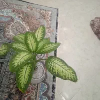 گل دیفن باخیا|گل و گیاه طبیعی|بیرجند, |دیوار