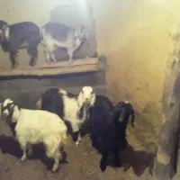 فروش بزغاله