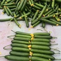 کار در گلخانه