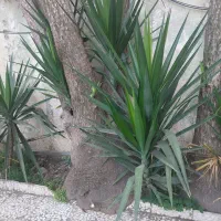 درخت یوکا|گل و گیاه طبیعی|رشت, رشتیان|دیوار