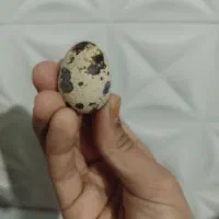 تخم بلدرچین
