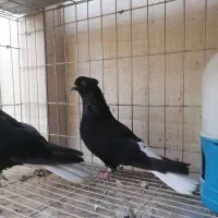 جفت کبوتر اشعل