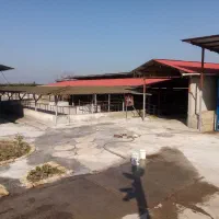 دامداری صنعتی باقابلیت تغییر کاربری|فروش دفتر صنعتی، کشاورزی، تجاری|ملکآباد, |دیوار