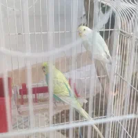 مرغ عشق نر ماده|پرنده|شیراز, شهرک گلستان|دیوار