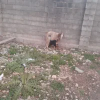 بز کهره دار