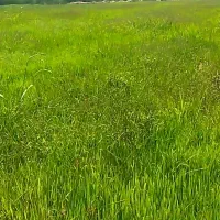 زمین کشاورزی
