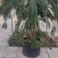 کاج مطبق استثنایی