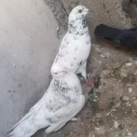 کبوتر|پرنده|قشم, |دیوار