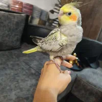 جوجه عروس یک ماهه دستی|پرنده|آستانه اشرفیه, |دیوار