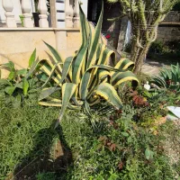 گل اگاو|گل و گیاه طبیعی|کلاچای, |دیوار