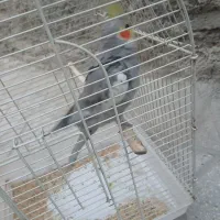 پرنده|پرنده|باقرشهر, |دیوار