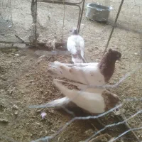 سینه ای|پرنده|دره شهر, |دیوار