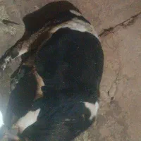 گوساله نر|حیوانات مزرعه|دهگلان, |دیوار