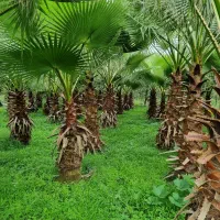 شهرک پالم شمال کشور