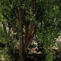 باغ-داخل-بافت-روستا