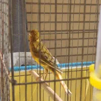 قناری روزگاری