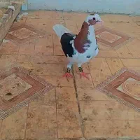 پلنگ دورنگ همه نر