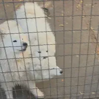 واگزاری سگ نژاد  سامویید اصل از نسل وارداتی|سگ|تهران, اکباتان|دیوار