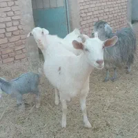 دو راس بز فروشی|حیوانات مزرعه|فردوس (خراسان), |دیوار