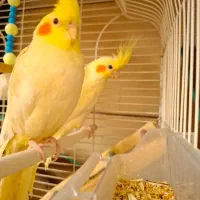 عروس هلندی|پرنده|کرمان, |دیوار