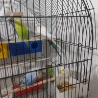 مرغ عشق فنچ عروس هلندی|پرنده|مشهد, پورسینا|دیوار