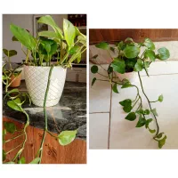 گل های طبیعی