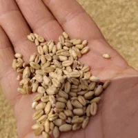 فروش ۸ تن گندم
