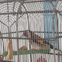 عکس نمایشی هست جوجه قناری