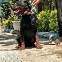 سگ روتوایلر حرفه ای آموزش دار|سگ|تهران, قیطریه|دیوار