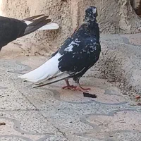 کبوتر|پرنده|کارون, |دیوار