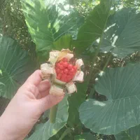 بابا ادم|گل و گیاه طبیعی|گوراب زرمیخ, |دیوار