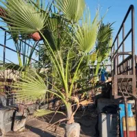 نخل زینتی ،‌پالم ، واشنگتن ، طراحی فضای سبز