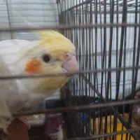 عروس هلندی گمشده دستی