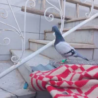 گرفتنی کاشمر|پرنده|کاشمر, |دیوار