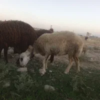 گوسفند