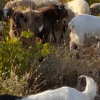 بزیک ساله|حیوانات مزرعه|گلپایگان, |دیوار