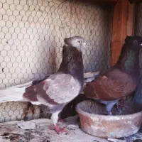 کبوتر رایگان
