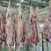 پخش خوردگی قلوه گاه بی خص،باخص،پیشناف ،آبگوشتی