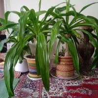 دو عدد گل قیمت توافقی