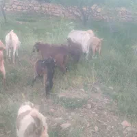 بزسانن|حیوانات مزرعه|مروست, |دیوار