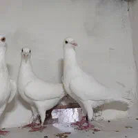 سفید|پرنده|بجنورد, |دیوار