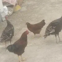 9عدد مرغ و خروس خانگی و 2عدد بوغلمون