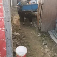 بزغاله بز ترکمن قوچ نر