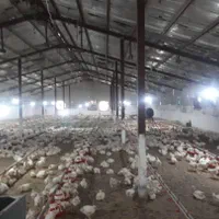 فروش مرغداری ۲۵هزار قطعه گیلان|فروش دفتر صنعتی، کشاورزی، تجاری|خمام, |دیوار